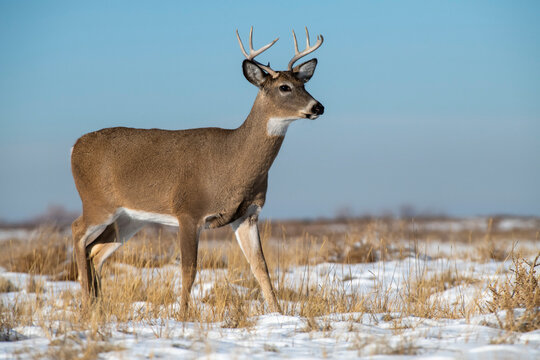 White-tailed Deer (Odocoileus hemionis) buck in the Rocky Mountain Arsenal Wildlife Refuge near Denver, Colorado, USA; Colorado, United States of America