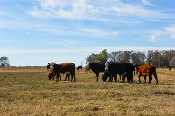 Cows grazing in the field, in the Pampas plain, Argentina