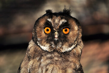 Long-eared owl (Asio otus) young bird 