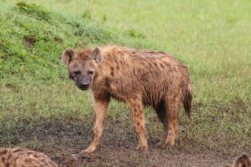 Close-up of a spotted hyena looking into camera