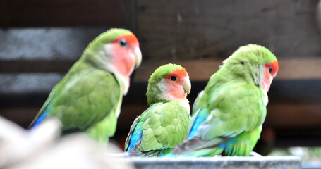 Rosy-faced lovebird (Agapornis roseicollis) portrait