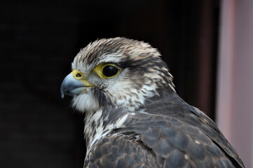 Saker falcon (Falco cherrug) portrait