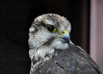 Saker falcon (Falco cherrug) portrait