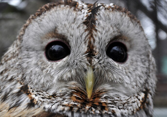 Tawny owl (Strix aluco) portrait