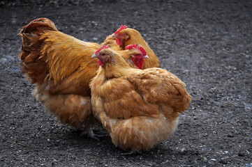 Yellow orpington hen portrait bird