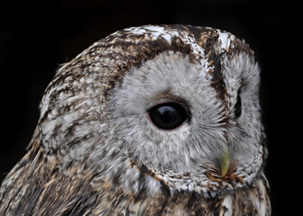 Tawny owl (Strix aluco) portrait