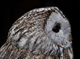 Tawny owl (Strix aluco) portrait