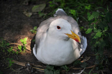 Yellow-legged gull (Larus michahellis cachinnans) portrait