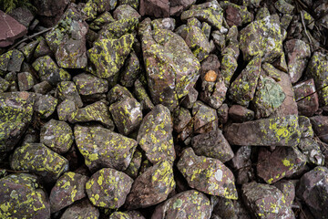 green moss on the stones. rocky tropic with moss. black small stones and green. moss. Overgrown forest wild path with green moss and high spruce tree POV nature explore shot