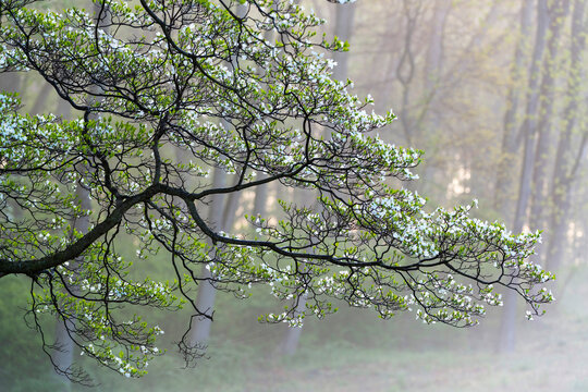 Flowering Dogwood tree (Cornus) illuminated by sunlight in Brandywine Valley; Delaware, United States of America