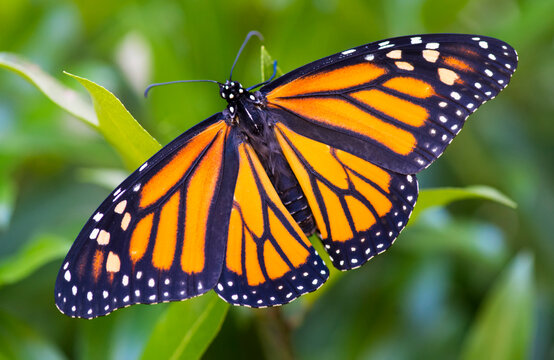 Monarch butterfly (Danaus plexippus) resting on a plant, just after emerging from a chrysalis; Connecticut, United States of America