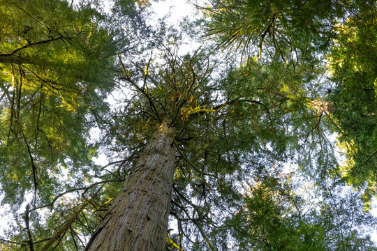 Tall trees in an old growth forest called Cathedral Grove in MacMillan Provincial Park on Vancouver Island, BC, Canada; Vancouver Island, British Columbia, Canada