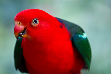 Close-up portrait of a female Eclectus parrot (Eclectus roratus); Australia