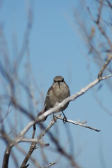 Northern Mockingbird