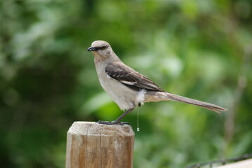 Northern Mockingbird