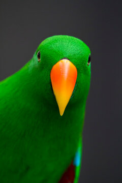 Close-up portrait of a male Eclectus parrot (Eclectus roratus); Australia