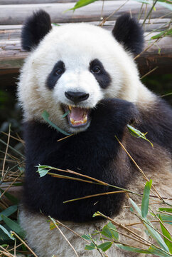 Giant panda (Ailuropoda melanoleuca) at the Panda Research Center; Chengdu, China