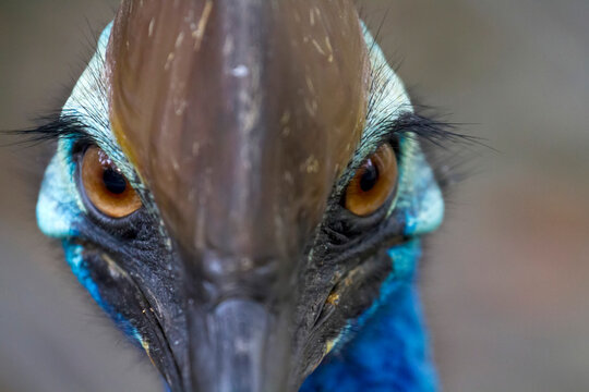 Close-up of a Southern cassowary (Casuarius casuarius johnsonii), a flightless bird; Australia