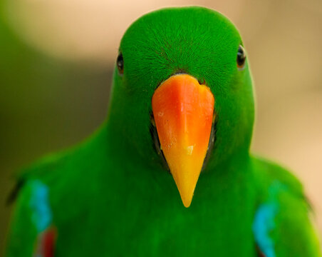 Close-up portrait of a male Eclectus parrot (Eclectus roratus); Australia