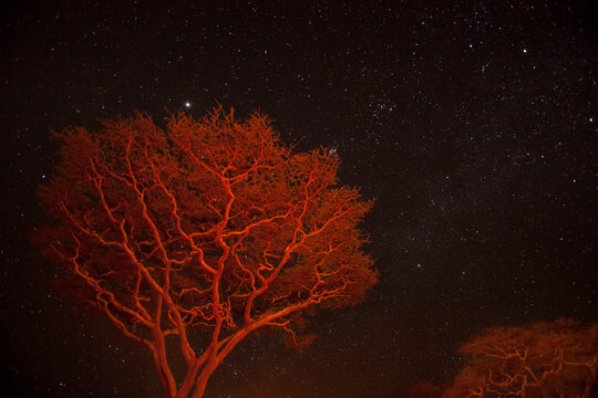 Campfire lit Acacia trees against a star studded sky in Serengeti National Park; Tanzania