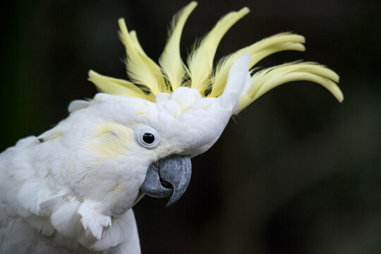 Portrait of a Sulphur-crested cockatoo (Cacatua galerita); Port Douglas, Queensland, Australia