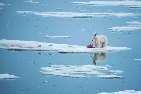 Polar bear (Ursus maritimus) devours a seal kill while seagulls look on; Freemundsen Passage, Svalbard, Norway