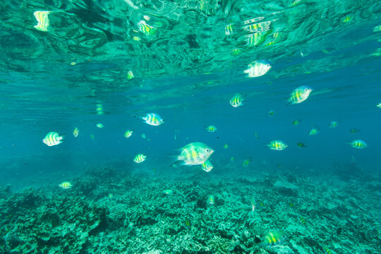 Fish swimming in the shallow waters off Palau; Republic of Palau