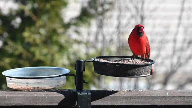 Northern Cardinal Male at a bird feeder on a nice and sunny day