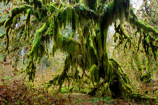Bigleaf maple tree (Acer macrophyllum) covered with moss on the Hall of Mosses trail in the Hoh rainforest of the Olympic National Park, Washington, USA; Washington, United States of America