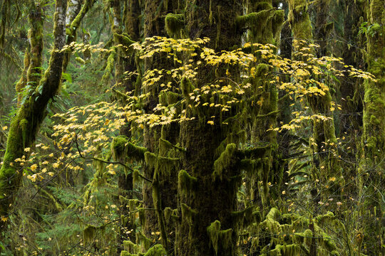 Yellow colors of autumn from the maples growing in the Hemlock forest on the Hall of Mosses trail in the Hoh rainforest, Olympic National Park, Washington, USA; Washington, United States of America