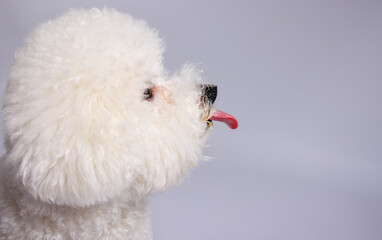 The Bichon Frisé toy dog photo-shooting in studio