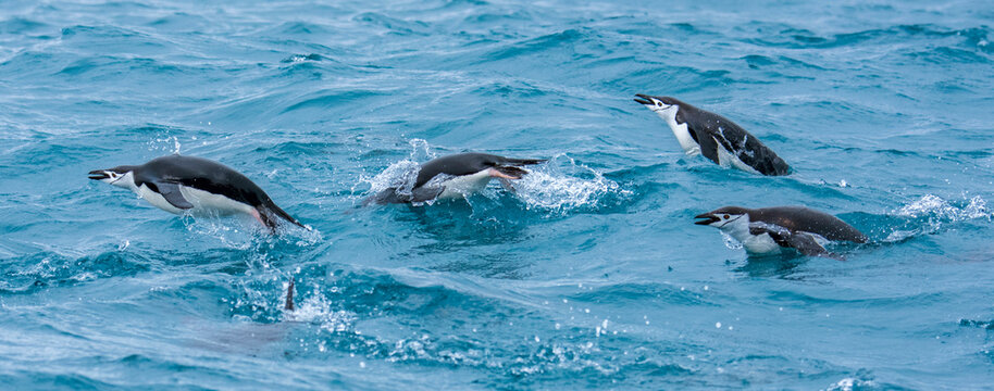 Chinstrap penguins (Pygoscelis antarcticus) porpoising through the water; Elephant Island, Antarctica