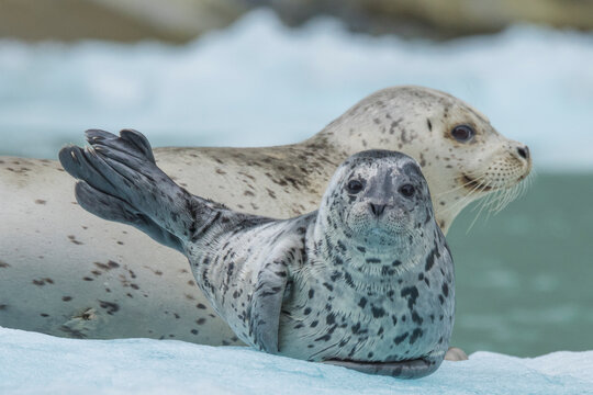 Harbor seal and pup (Phoca vitulina) lying in snow at the end of the Endicott Arm, Ford's Terror Wilderness Area; Inside Passage, Alaska, United States of America