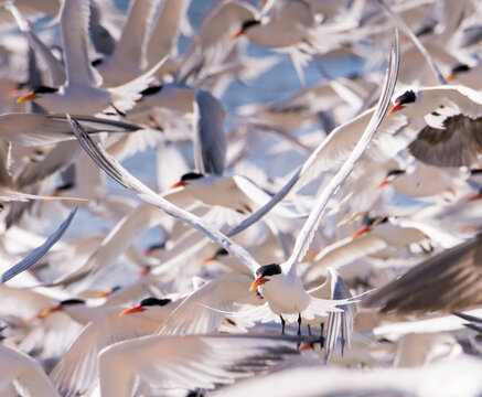 Close-up of a flock of Caspian terns, Sterna caspia, in flight; Punta Belcher, Isla Magdalena, Baja California, Mexico