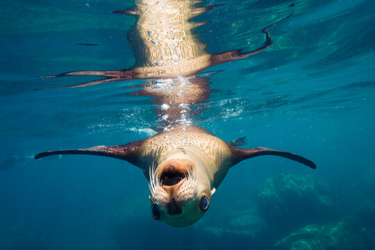 Sea lion swimming upside down in the blue ocean water, off Isla Los Islotes; Baja California, Mexico