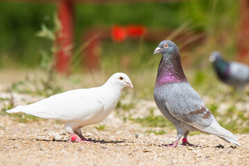 two pigeons on the ground, one of them albino