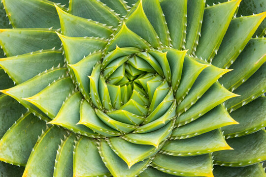 Patterns of a succulent plant, a Spiral aloe (Aloe polyphylla); Kangaroo Island, Australia