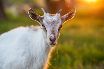 Obraz premium portrait of cute baby goat in the grass at golden hour with beautiful sunset lighting