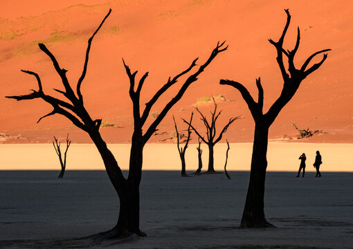 Human figures silhouetted among thorn trees at Deadvlei; Deadvlei, Sossusvlei, Namib Naukluft Park, Namibia