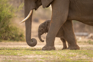Baby African Bush Elephant (Loxodonta Africana) standing behind mother; Chobe, Botswana