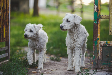 portrait of two trimmed white Hungarian Puli dog puppies standing still
