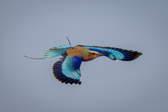 Lilac-breasted roller (Coracias caudatus) flies spreading wings with catchlight in Chobe National Park; Chobe, Botswana