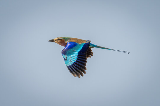 Lilac-breasted roller (Coracias caudatus) flies past under blue sky in Chobe National Park; Chobe, Botswana