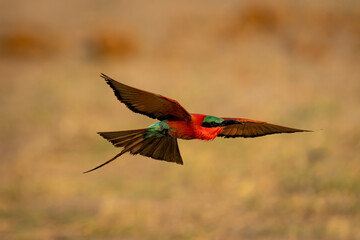Southern carmine bee-eater (Merops nubicoides) flies with wings spread in Chobe National Park; Chobe, Botswana