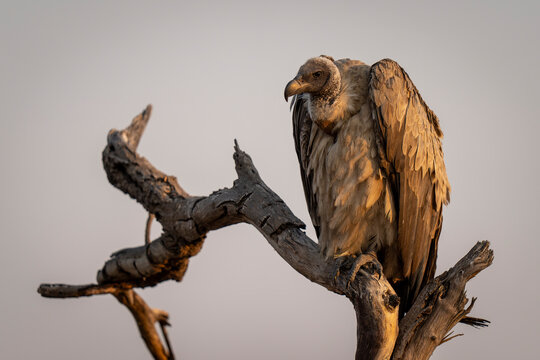 White-backed vulture (Gyps africanus) with catchlight in dead tree in Chobe National Park; Chobe, Botswana