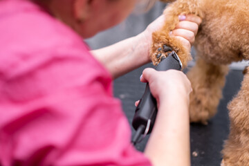 groomer cutting paw hairs of curly poodle dog by haircut trimmer in grooming salon.