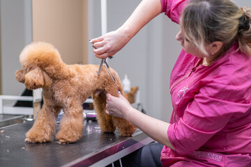 Professional pet stylist tending to a dog's grooming needs in a specialized salon with the help of scissors and other grooming tools.