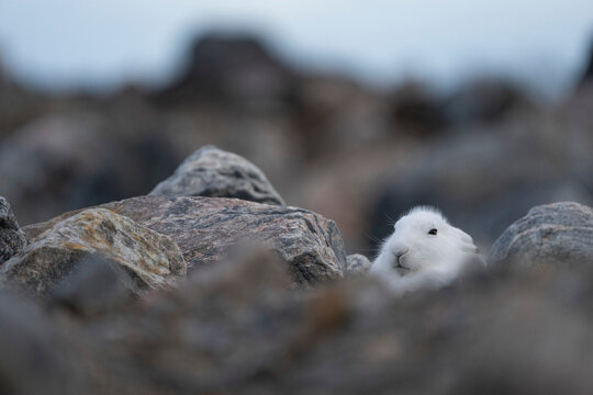 Arctic hare (Lepus arcticus) in its winter coat sitting among rocks; Churchill, Manitoba, Canada