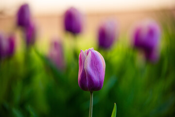 purple tulips in the garden