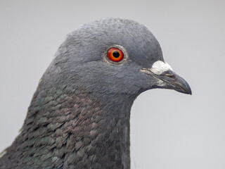 Closeup of pigeon's head on a light grey background